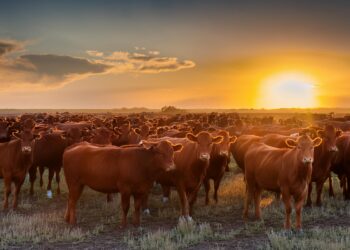 Boi: Mercado encerra julho com negócios estáveis