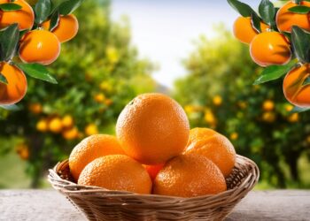 Citros: Laranja in natura tem nova alta de preço; tahiti também sobe