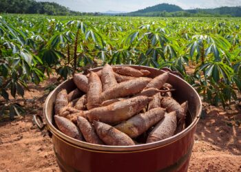 Mandioca: Clima ainda influencia decisão de colheita
