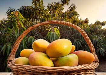 Manga: Preços de palmer e tommy recuam