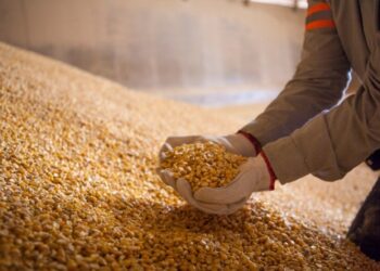Etanol de milho não afetou preços do grão nos mercado doméstico e internacional