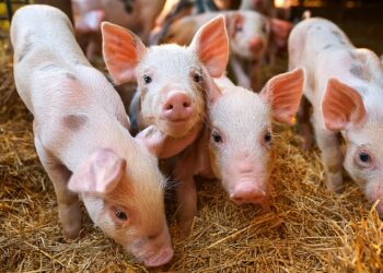 Suínos: Mercado volta a se aquecer, e cotações reagem