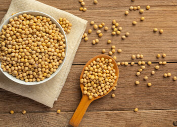 Calor e estiagem afetam produção de sementes de soja para a safra 2024/25