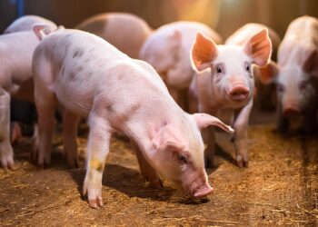 Suínos: Médias sobem por três meses consecutivos