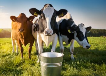 Substituição total por minerais orgânicos eleva a produção de leite de forma sustentável