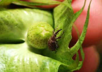 Infestação de Bicudo-do-Algodoeiro aumenta quatro vezes em 2024