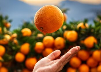 Citros: Falta de chuva limita oferta, e preços seguem em alta