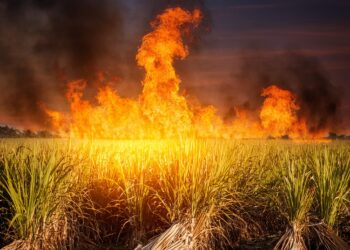 Orplana atualiza estimativa de impactos dos incêndios em canaviais para R$ 800 milhões