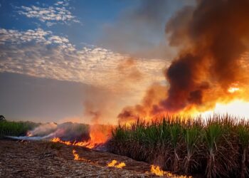 Cerca de 400 mil hectares de canaviais foram queimados na 2ª metade de agosto, estima CTC