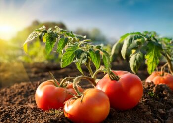 Tomate: Clima mais ameno retarda maturação, porém oferta continua elevada