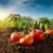 Tomate: Clima mais ameno retarda maturação, porém oferta continua elevada