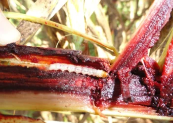 Broca-da-cana-de-açúcar é praga silenciosa da cultura do sorgo