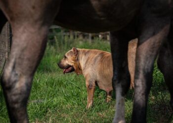Cães: parceiros indispensáveis nas atividades de fazendas e haras