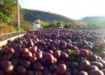 Café mantém preços firmes e registra valorização nesta quinta-feira
