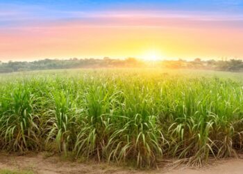 Com problemas hídricos e incerteza climática, safra de cana em SP tem queda