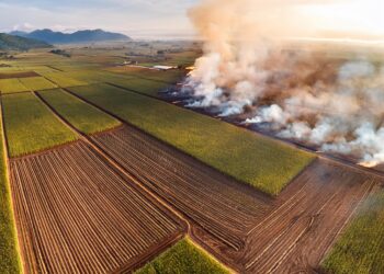 Produtores de cana atingidos por queimadas terão crédito para replantio