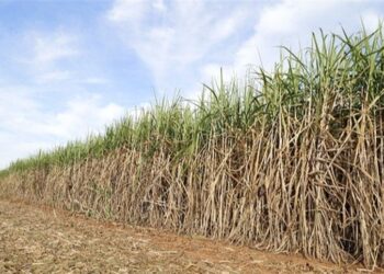 Controle da broca-da-cana será debatida