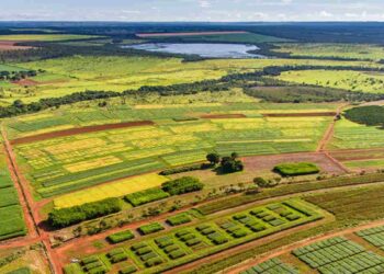 CNA: Valor Bruto da produção agropecuária deve recuar 3,2% neste ano, para R$ 1,2 trilhão