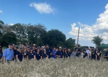 Tarde de Campo em viadutos avalia cultivares de cereais para etanol