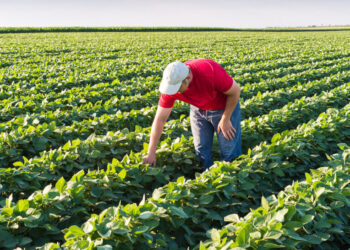 Faesp analisa desempenho do crédito rural nos três primeiros meses do Plano Safra 2024/2025