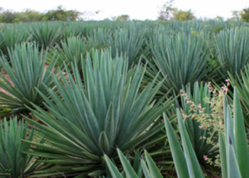 Pesquisadores brasileiros trabalham para transformar o agave na ‘cana do sertão’