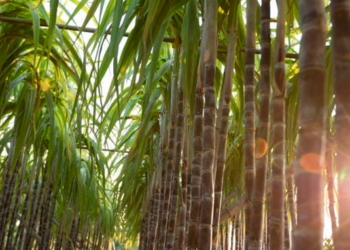 Pesquisa de campo sobre cana-de-açúcar começa nesta terça (29)