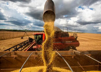 Produção de grãos atingirá 379 milhões de toneladas nos próximos dez anos, com crescimento de 27%