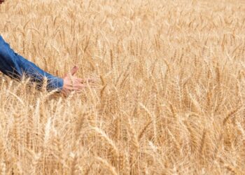Conab apresenta boletim de monitoramento sobre cultivos de trigo e início da safra 2024/25