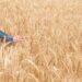 Conab apresenta boletim de monitoramento sobre cultivos de trigo e início da safra 2024/25