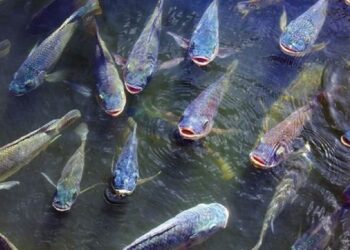Projeto tilápias do oeste do Paraná: Iniciativa para impulsionar a produção do setor