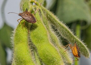 Lançamento de novo bioinsumo para controle de percevejos nas lavouras de Soja