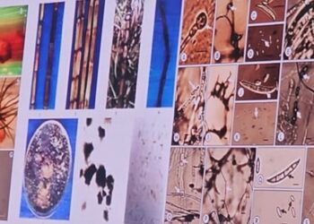 Canaviais com Síndrome da Murcha devem ser erradicados e área deve descansar por dois anos