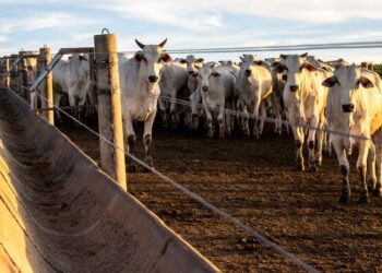 Bahia ultrapassa 13,1 mi de cabeças de gado e consolida liderança no Nordeste