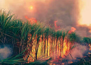 “Sim, nós colocávamos fogo na cana” – Por: João Botão