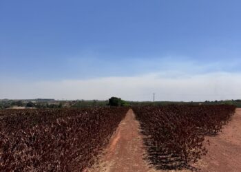 Falta de chuvas compromete produção de café na Alta Mogiana