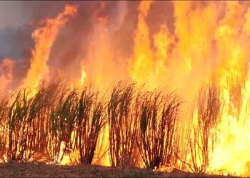 As queimadas no setor sucroenergético: prejuízos bilionários e desafios climáticos
