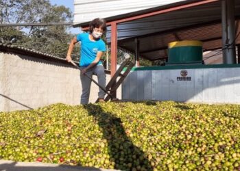 Sustentabilidade: um novo aroma para o café brasileiro