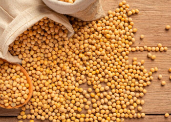 Produção e esmagamento de soja seguem sem alterações, exportações apontam crescimento