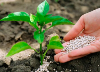 Lei de Bioinsumos é aprovada na Câmara dos Deputados