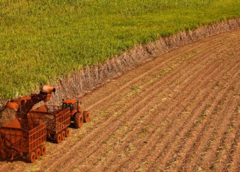 Moagem de cana no Norte e Nordeste cresce 2,6% no acumulado até 31 de outubro