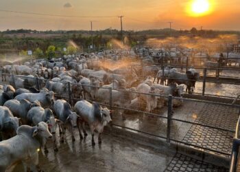 Preço do boi gordo a prazo em São Paulo chega a R$ 347,23