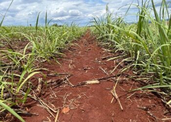 Escolha de herbicidas é essencial para recuperação da cana-de-açúcar após estiagem e queimadas