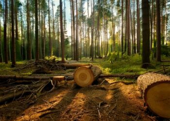 Desmatamento na Amazônia cai 30,6% em um ano