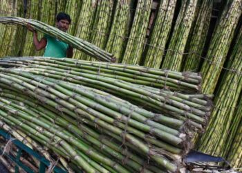 Produção de cana-de-açúcar da Índia deve atingir 439,9 milhões de toneladas