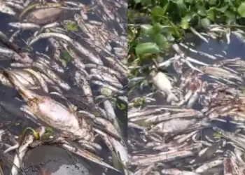 Peixes e tartarugas aparecem mortos em lagoa após rompimento de tanque em usina