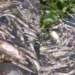 Peixes e tartarugas aparecem mortos em lagoa após rompimento de tanque em usina