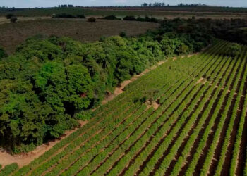 Brasil tem 74 milhões de hectares de excedente de vegetação nativa preservada