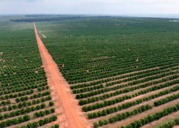 Balanço do agro paulista em 13 anos aponta para crescimento incipiente