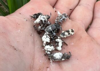 Bicudo-da-cana ameaça a produtividade dos canaviais e pode reduzir até 30 toneladas por hectare