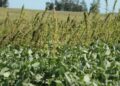 Com avanço da safra de soja 2024/25, agricultor deve ficar atento no controle das plantas daninhas que podem trazer queda na produtividade de até 80%